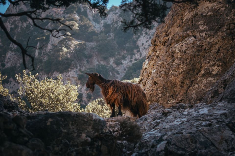 Agia Galini/Matala: Imbros Gorge & Frangokastelo Day Tour - Additional Information