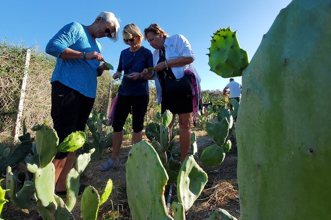 Azteca Cactus Taco - Farm to Table Cooking Class in Los Cabos - Cancellation Policy