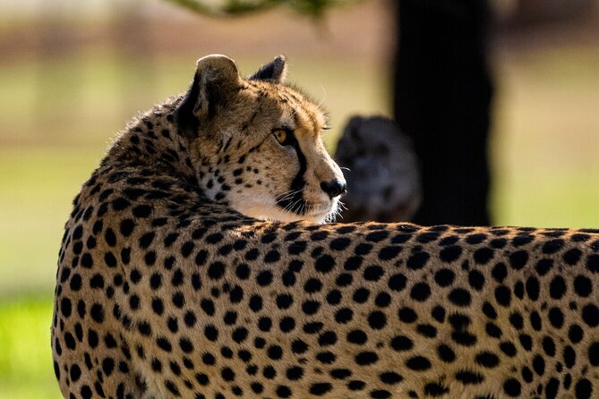 Cheetah Encounter at Werribee Open Range Zoo - Excl. Entry - Tour Schedule and Timeline