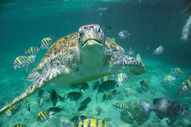 Coba Guided Tour Plus Sea Turtle Snorkeling Adventure and Beachside Lunch - Additional Information