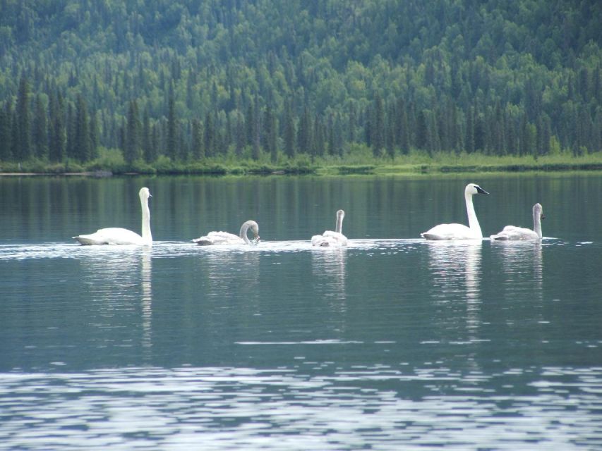 Denali State Park: 2.5 Hour Byers Lake Kayaking Tour - Equipment Provided