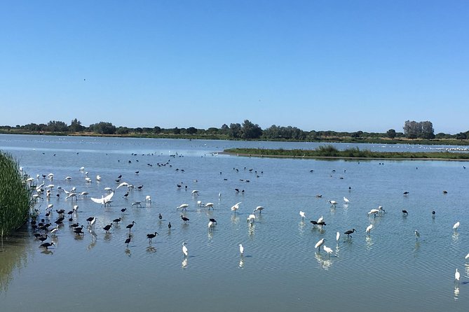 Donana National Park: Guided Day Tour From Seville - Important Reminders