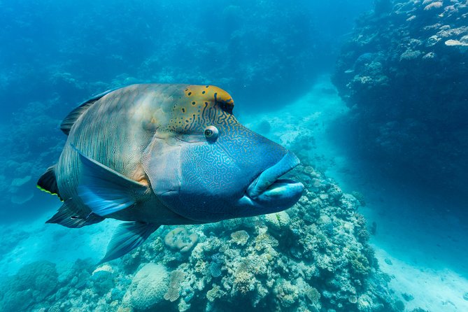 Great Barrier Reef Snorkeling and Diving Cruise From Cairns - Diving and Snorkeling Essentials