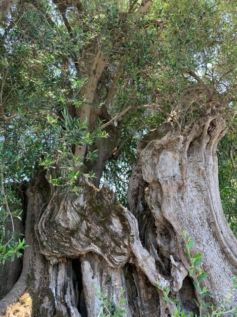 Kefalonia Farm Tour on E-Bikes - Common questions