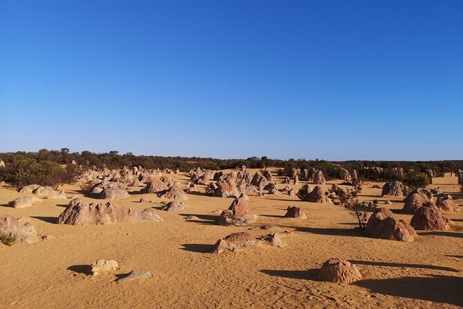 Pinnacles Day Trip From Perth Including Yanchep National Park - Tour Reviews and Ratings