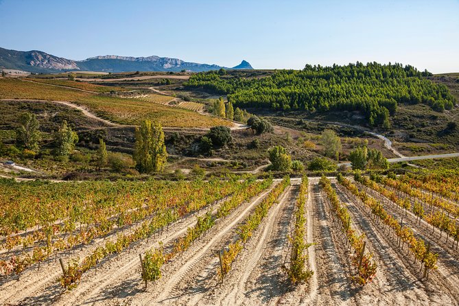 Rioja Wine Tour: 2 Wineries Visit With Tasting From San Sebastian - Feedback and Suggestions From Customers