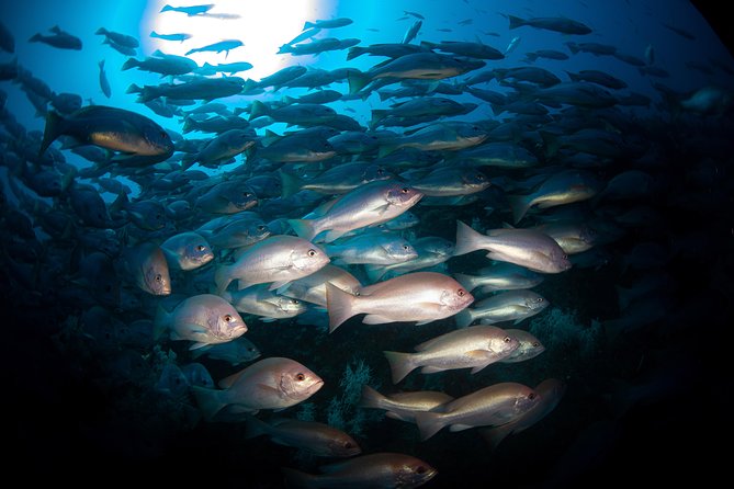 Scuba Dive the S.S. Yongala Wreck on the Great Barrier Reef. - Marine Life and Biodiversity