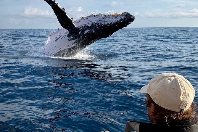 Swim With Whales in Gold Coast - Reviews From Past Travelers