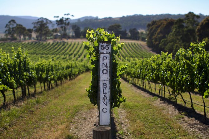 Ultimate Mornington Peninsula Food and Wine Small Group Tour - Wine Tasting Experiences