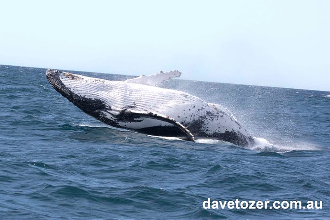 Whale Watching Sailing Experience in Sydney - Sailing Schedule and Timing