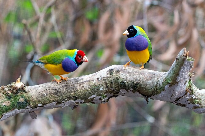 Wings & Wilds of Canberra: Tidbinbilla Half-Day Private Tour - Review and Rating Highlights