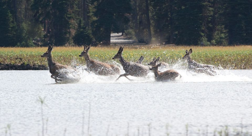 Bend: Deschutes River Guided Flatwater Kayaking Tour - Final Words