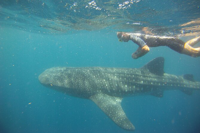 Cancun Whale Shark Encounter - Lowest Price Guarantee