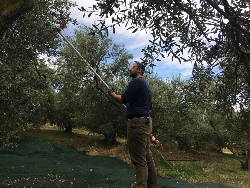 Chania Olive Oil Tour: Olive Oil Tasting & Bio Fruits Tour - Booking Information