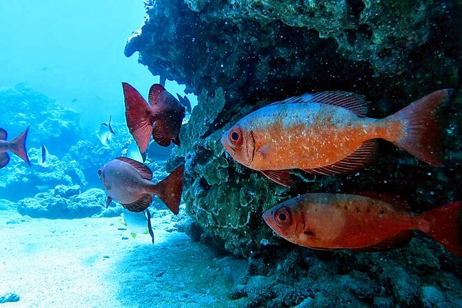 Clear Kayak Tour With Pontoons With Optional Snorkeling, Maui - Safety Measures and Equipment Provided