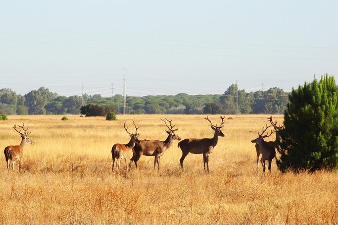 Donana National Park: Guided Day Tour From Seville - Common questions