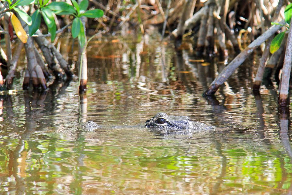 Everglades: Mangrove Maze Airboat Tour and Boardwalk - Important Information