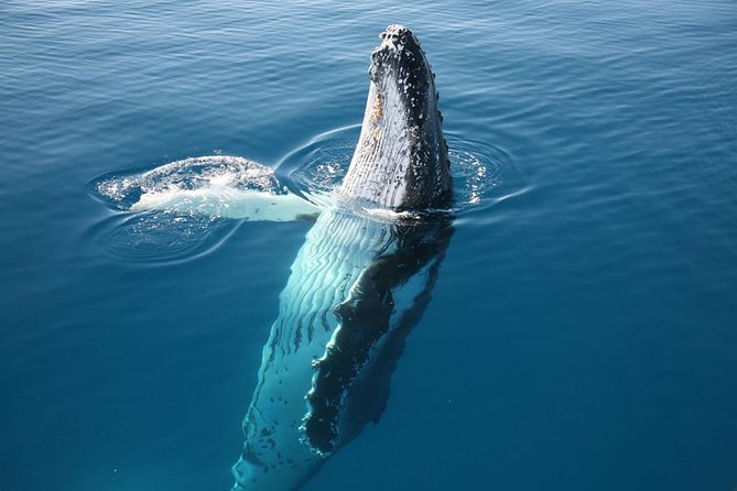 Hervey Bay Whale Watching Cruise - Important Tour Details