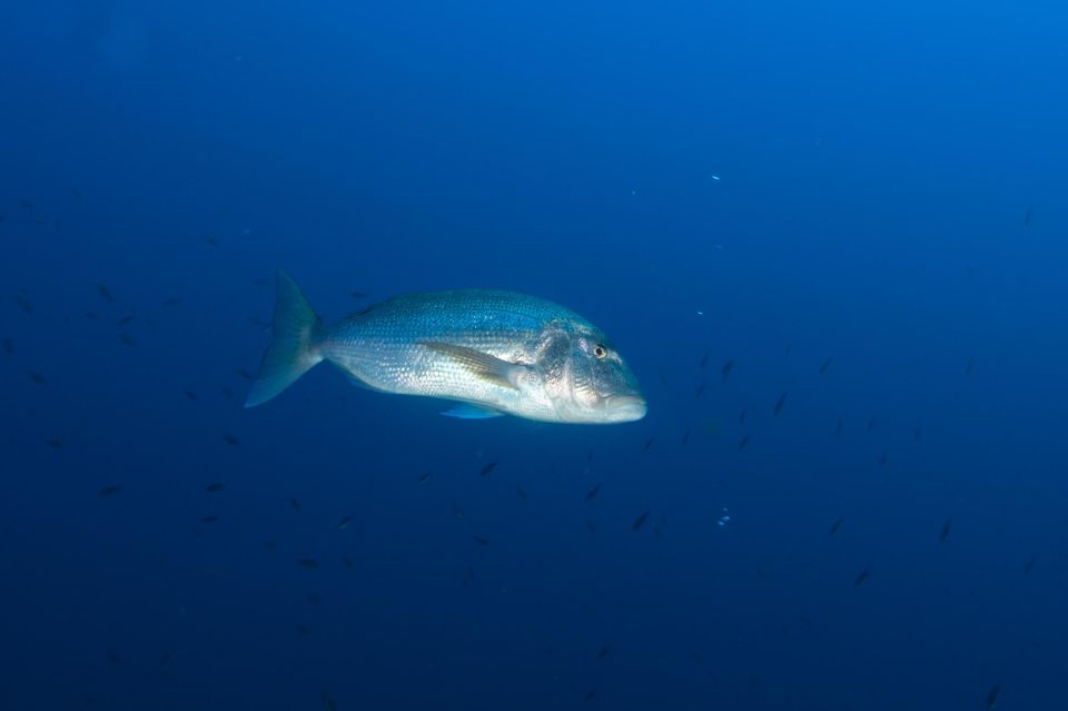 MARINA DI CAMPO: DIVING ON THE ISLAND OF ELBA AND PIANOSA - Diving Itinerary and Safety Briefing