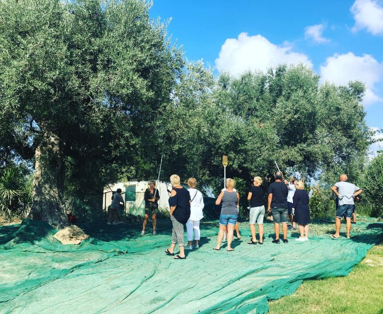 Olive Grove Tour & Olive Oil Tasting and Lunch in Messinia - Light Local Lunch Menu