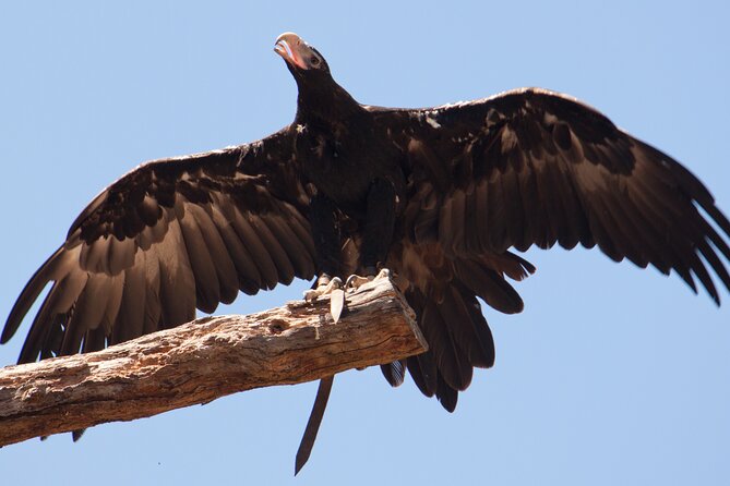 Puffing Billy And Healesville Sanctuary Scenic Tour - Tour Logistics and Details