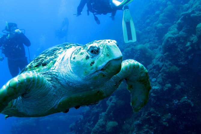 Scuba Dive the S.S. Yongala Wreck on the Great Barrier Reef. - Safety Precautions and Rules