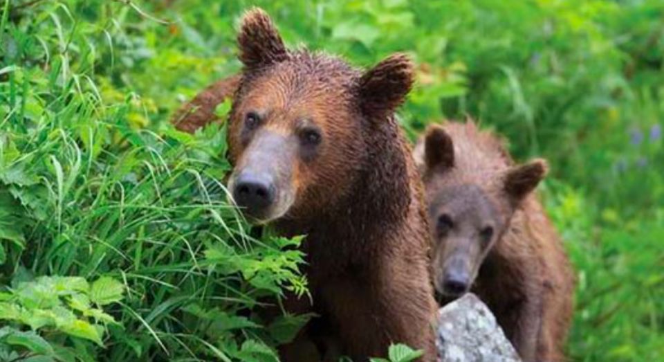 Sitka: Totem Poles, Raptor Centre, & Fortress of Bears Tour - Additional Information