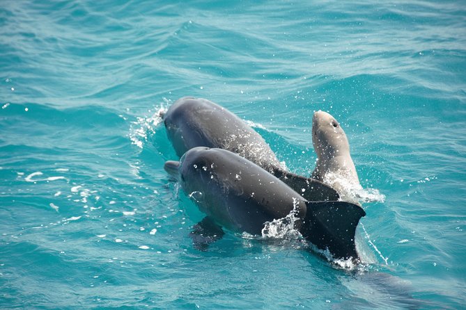 Snubfin Dolphin Eco Cruise From Broome - Tour Operator and Guides