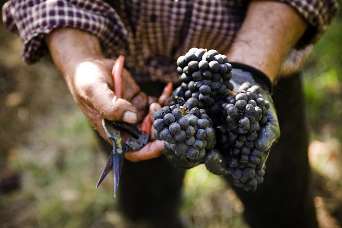 Ultimate Mornington Peninsula Food and Wine Small Group Tour - Local Produce and Cuisine