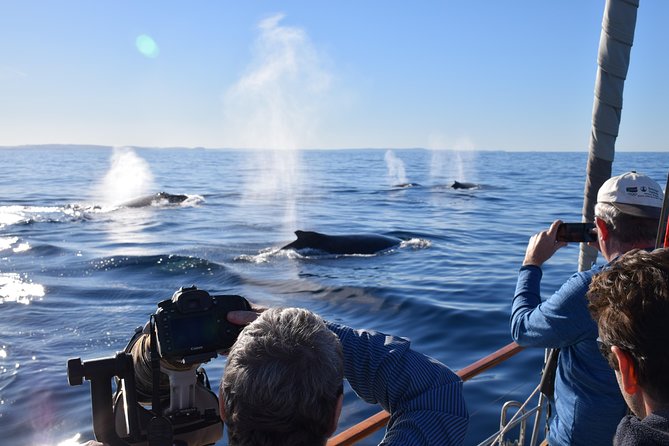 Whale Watching Sailing Experience in Sydney - Health and Safety Guidelines