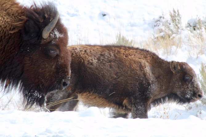 Yellowstone Lower Loop Full-Day Tour - Tour Logistics