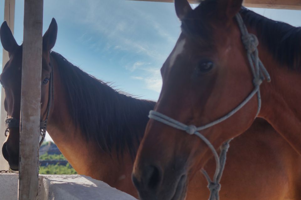 Akrotiri: Guided Horseback Riding Day Trip to a Beach - Customer Reviews