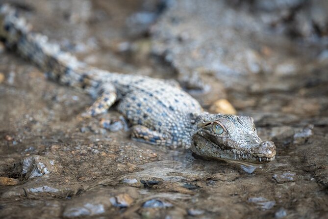 Amazing Daintree Rainforest Tour Waterfall Hike, Lunch, Swim & Crocodile Cruise - Important Tour Details to Know