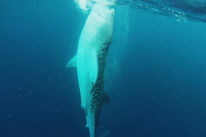 Cancun Whale Shark Encounter - Swim Alongside Whale Sharks