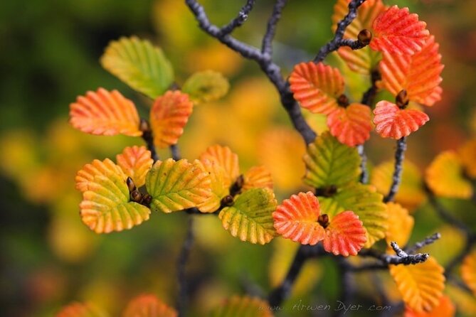 Cradle Mountain : Hobart to Cradle Active Day Trip - Preparing for Your Adventure