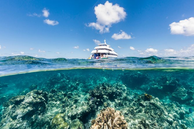 Great Barrier Reef Snorkeling and Diving Cruise From Cairns - Reviews and Testimonials