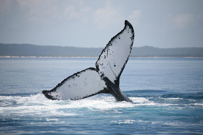 Hervey Bay Whale Watching Cruise - Accessibility and Safety