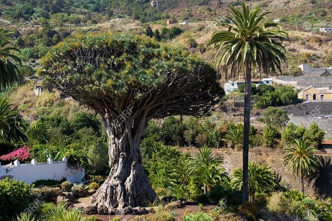 Mt. Teide and Masca Valley Tour in Tenerife - Common questions