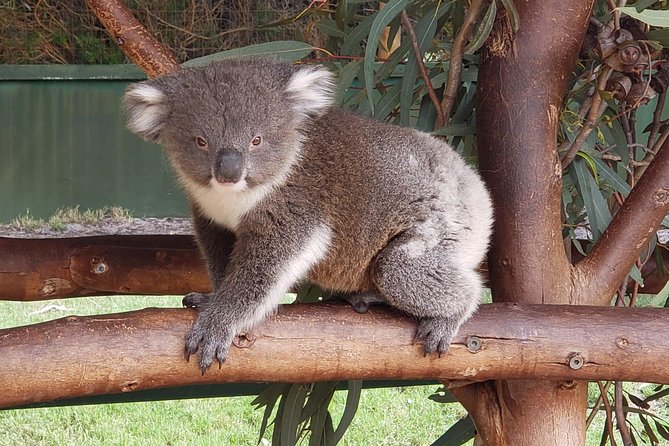 Perth Wildlife Park & City Highlights - Premium Small Group Tour - Tour Details and Accessibility