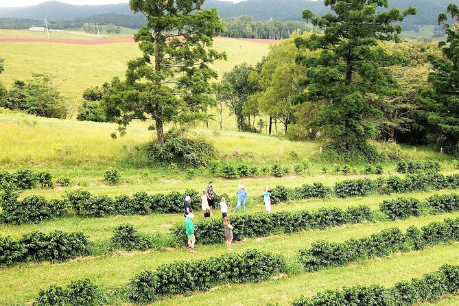 Private Boutique Tasting Tour in the Cairns Tablelands - Itinerary and Schedule