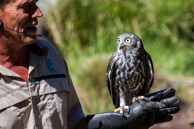 Puffing Billy And Healesville Sanctuary Scenic Tour - What to Expect on Tour