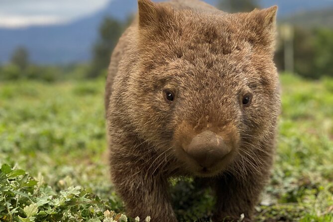 Wild Wombat and Kangaroo Day Tour From Sydney - Australian Food and Drink