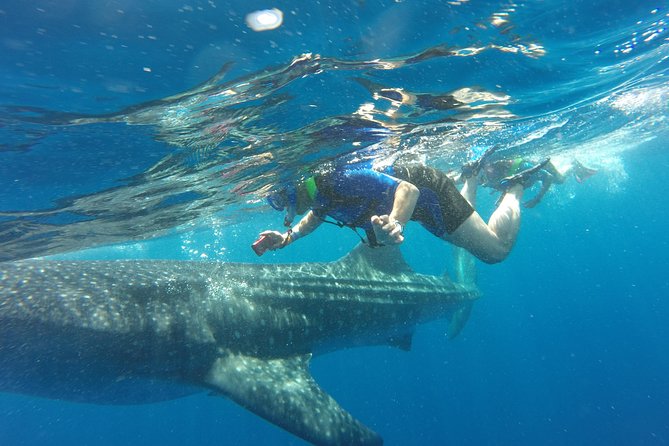 Cancun Whale Shark Encounter - Cancellation Policy and Refund Details