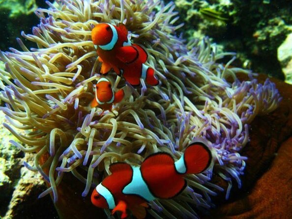 Great Barrier Reef Snorkeling and Diving Cruise From Cairns - Traveler Requirements and Tips