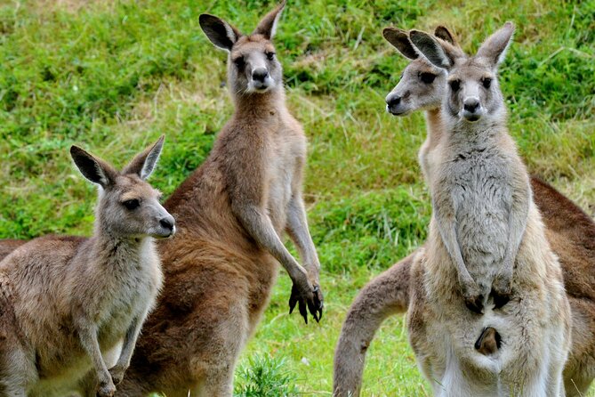 Puffing Billy And Healesville Sanctuary Scenic Tour - Tour Reviews and Ratings