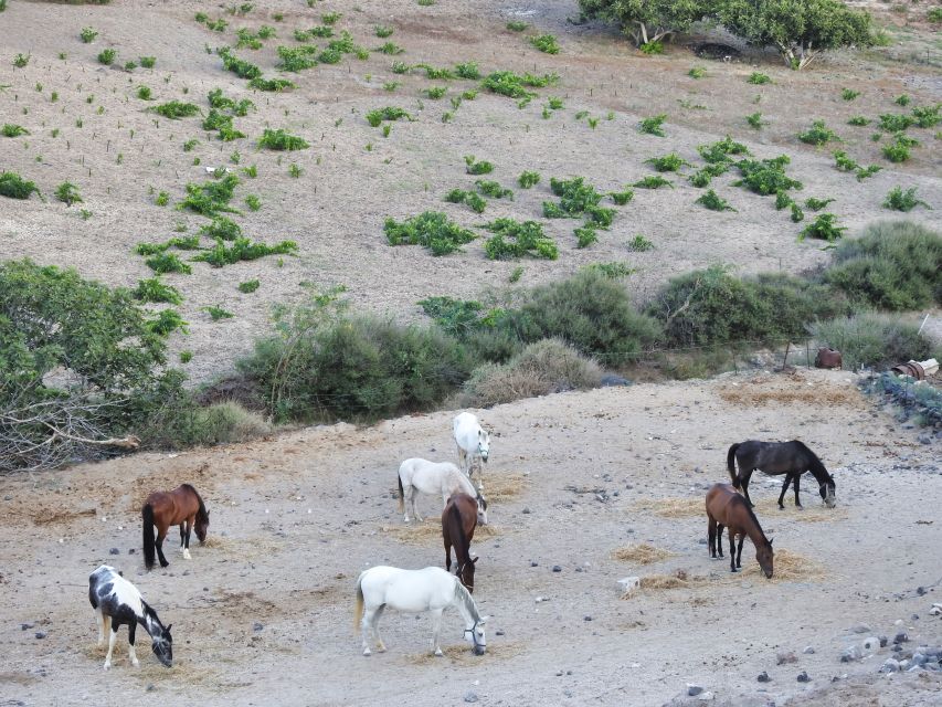 Akrotiri: Guided Horseback Riding Day Trip to a Beach - Final Words