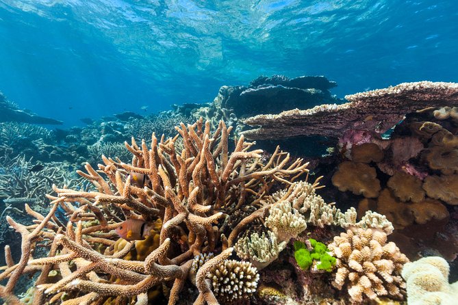 Great Barrier Reef Snorkeling and Diving Cruise From Cairns - Reef Locations and Marine Life