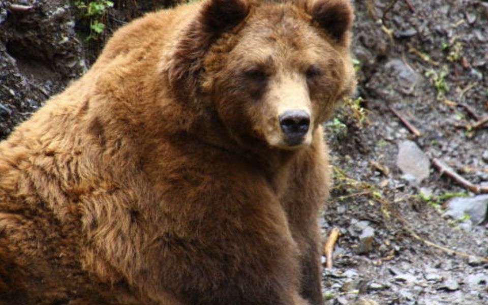 Sitka: Totem Poles, Raptor Centre, & Fortress of Bears Tour - Final Words