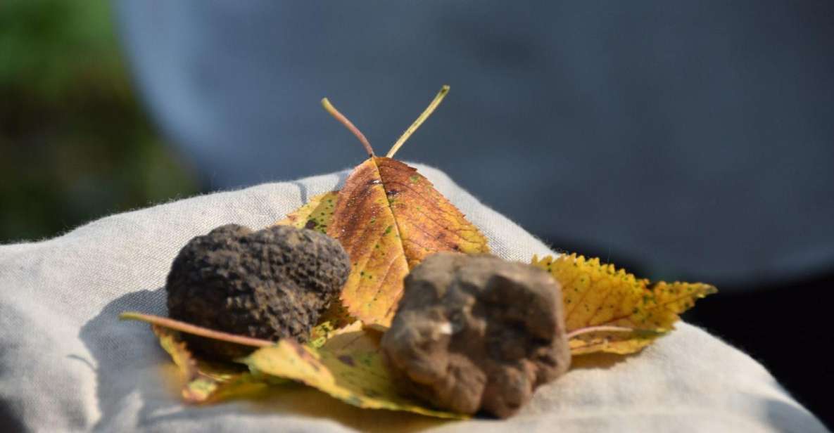 From Turin: Half-Day Truffle Hunting and Lunch in Piedmont - Final Words