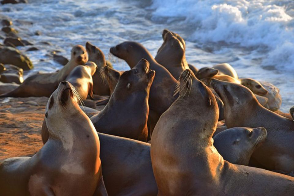 La Jolla: Self-Guided Smartphone Audio Tour - Final Words